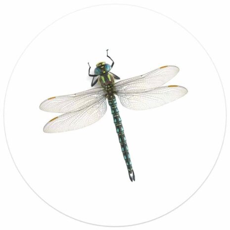 Muurcirkel foto libelle