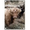Tuinposter foto met schotse hooglander 60x80cm - Zoedt
