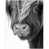 Tuinposter - zwart-wit koe