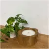 Boomstam Kaarsen medium Boomstam Kaarsen medium