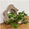 Boomstam spiegel Small